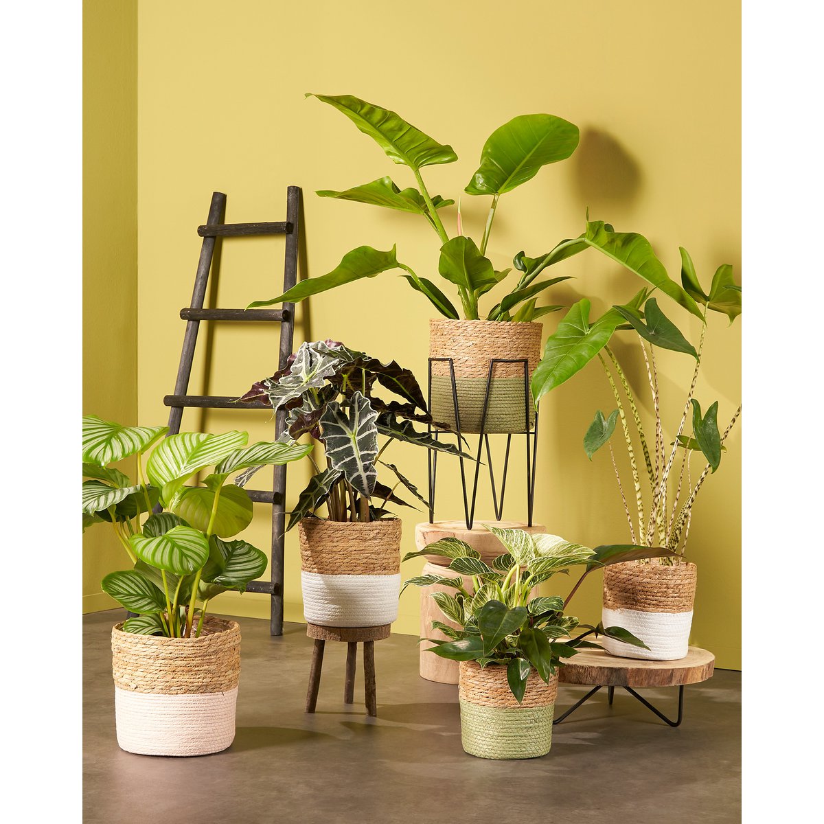 Boomstam Bijzettafel H14 x Ø40 cm Lichtbruin